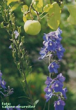 Apfel und Blume