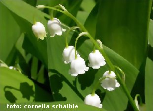 Maigl�ckchen