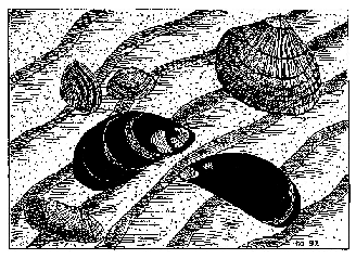 Muscheln by Moon McNeill