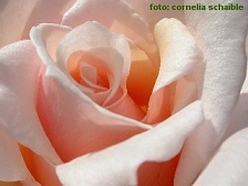 Rosa Rose