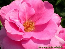 Pink Rose