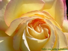 Yellow Rose