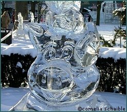 Eisschweinchen