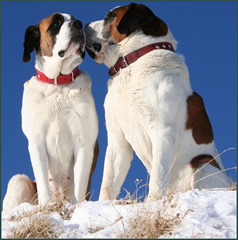 Verlie du Grand St. Bernard und Tasso du Grand St. Bernard, Foto Foundation Barry, Jasmine Abarca-Golay