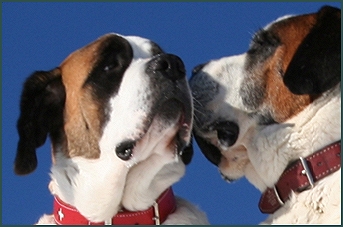 Verlie du Grand St. Bernard und Tasso du Grand St. Bernard, Foto: Jasmine Abarca-Golay, Foundation Barry,