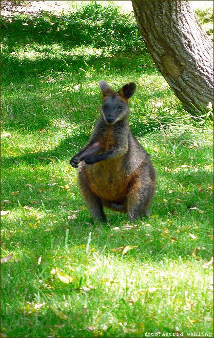 Wallaby