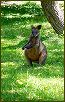 Wallaby
