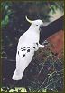 Cockatoo