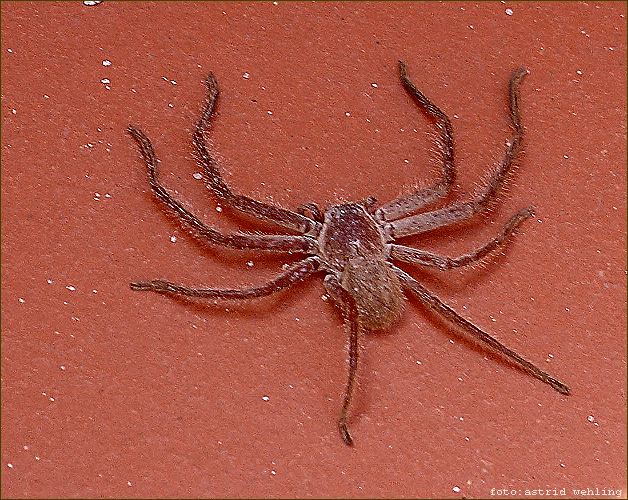 Huntsman