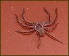 Huntsman