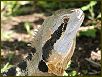Lizzard