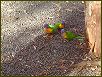 Lorikeets