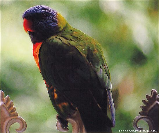 Lorikeet