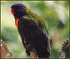 Lorikeet