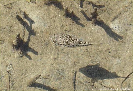 Pufferfish