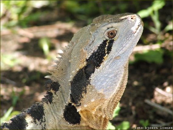 Lizzard