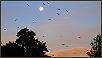 Flying Foxes