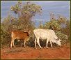 Broome