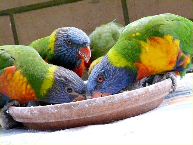 Birds I