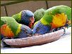 Birds I