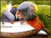 Birds II