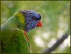 Birds III