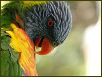 Birds IV