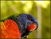 Birds V