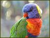 Birds VI