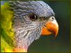 Birds VII