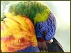 Birds VIII