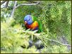 Birds IX