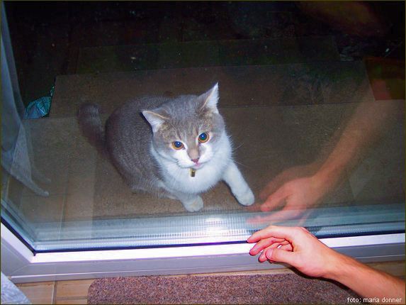 Cats I