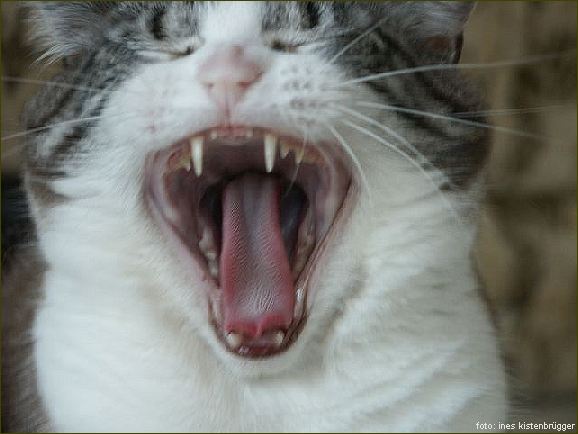 Cats X