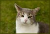 Cats XI