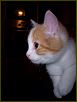 Cats XII