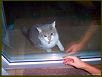 Cats I