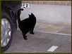 Cats III