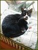 Cats IV