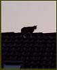 Cats V