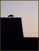 Cats VI