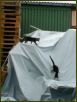 Cats VII