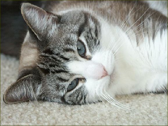 Cats IX
