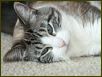 Cats IX