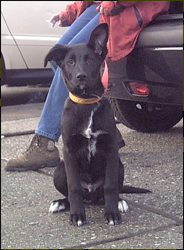 Dogs I