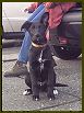Dogs I