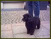 Dogs XII