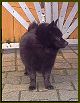Dogs V