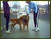 Dogs VII