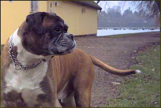 Dogs IX